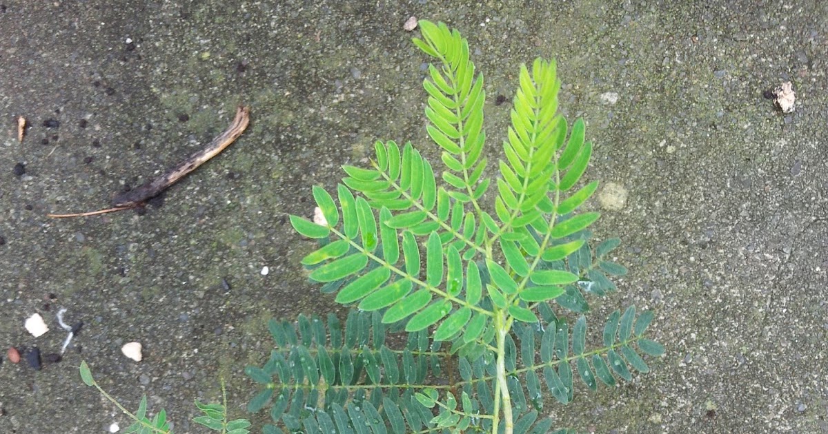 Enlightenmeindia: The Mighty Haole!!! (haole koa that is)