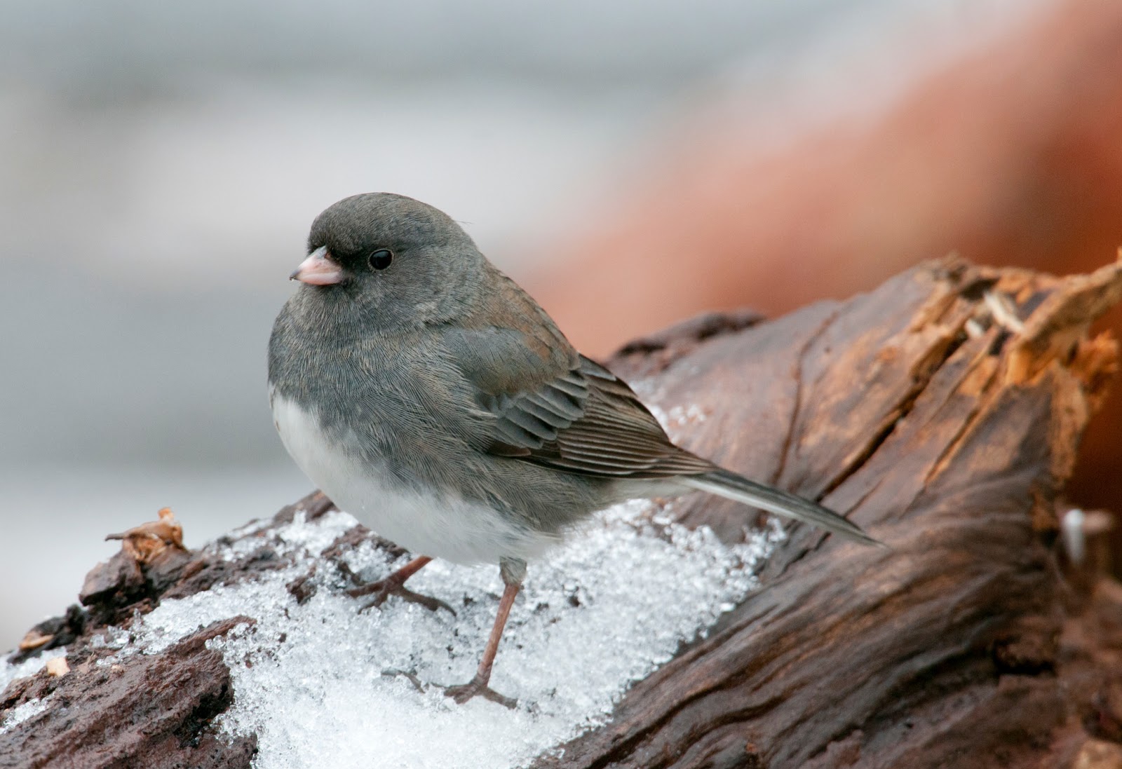 emmitt s teardrop adventures dark eyed junco and more emmitt s teardrop adventures dark eyed junco and more
