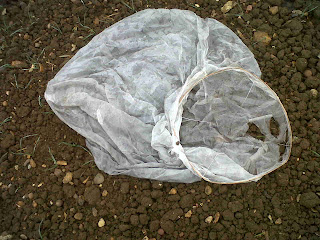 Great Slamseys Farm Diary: Chinese lanterns