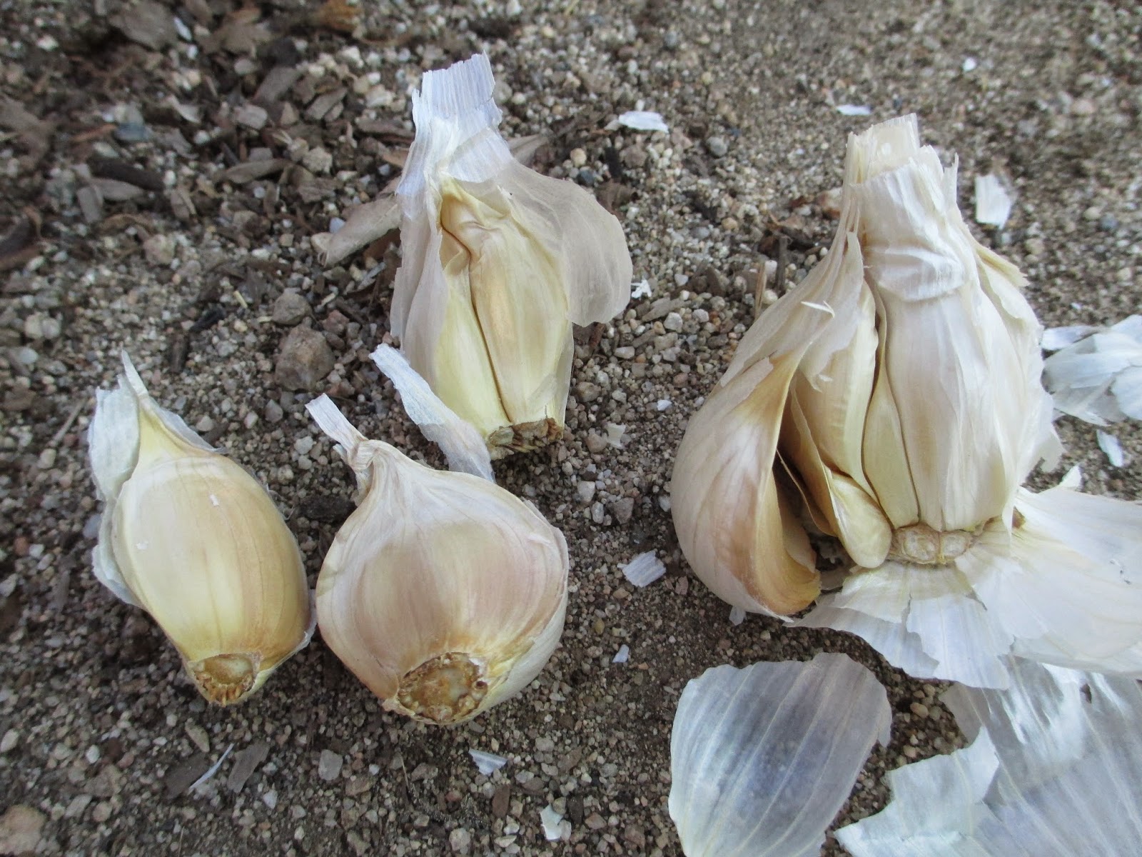 Andie�s Way Growing Garlic