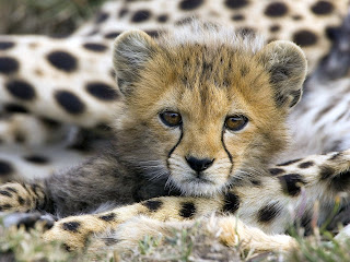 little cheetah wallpaper cheetah