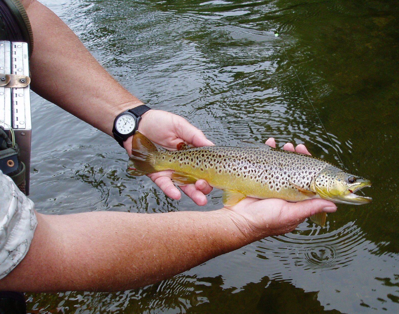 Vermont Fly Fishing Vermont Fly Fishing for Trout