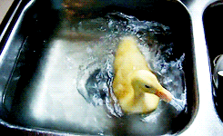 Cute baby duck swimming in sink (5 gifs) | Amazing Creatures