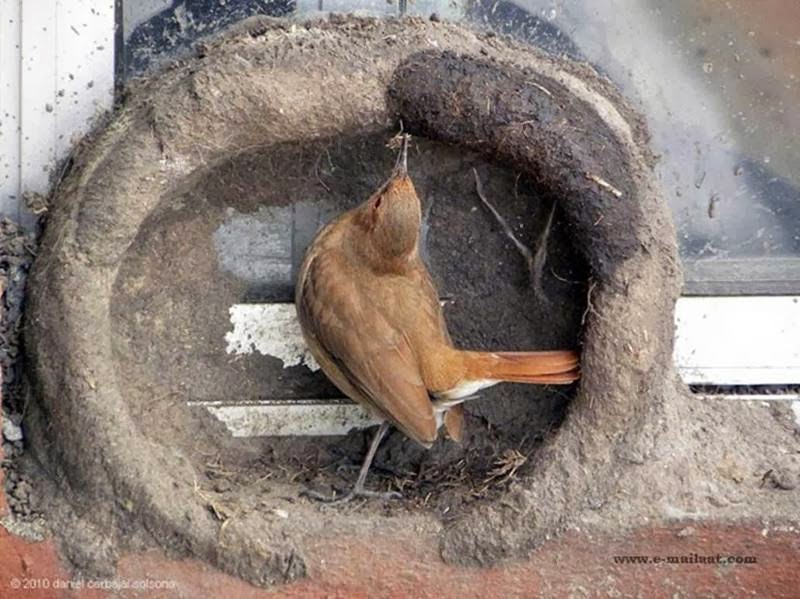 World Latest Routine News Bird Nest Construction Amazing