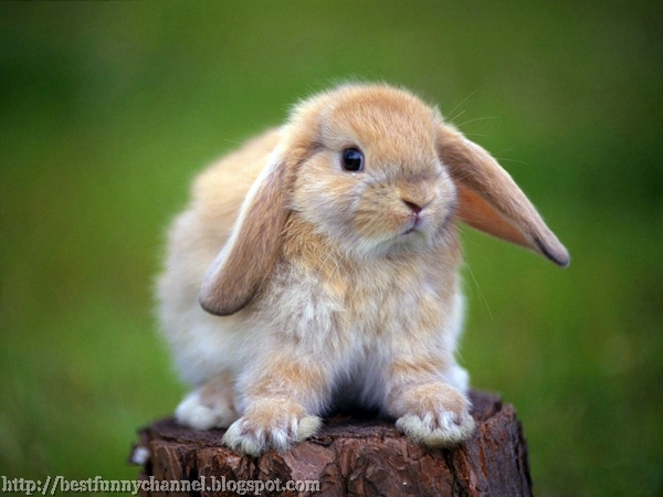 Bunny on a tree stump.