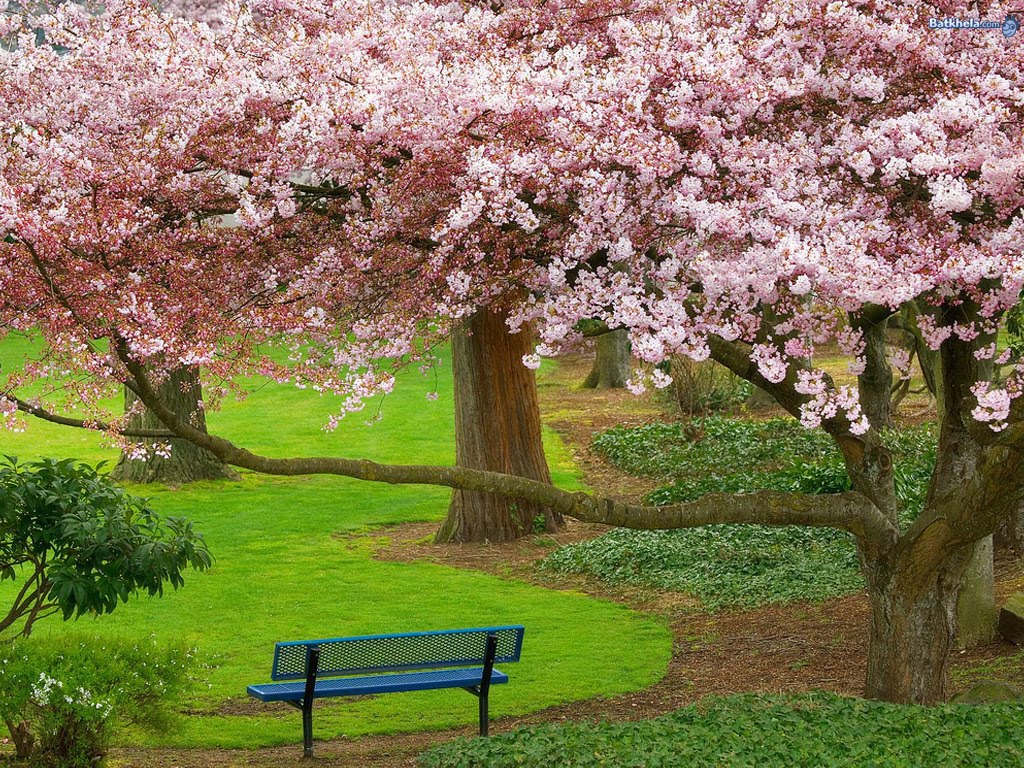 Beautiful Wallpaper New Sakura Blossom Wallpaper