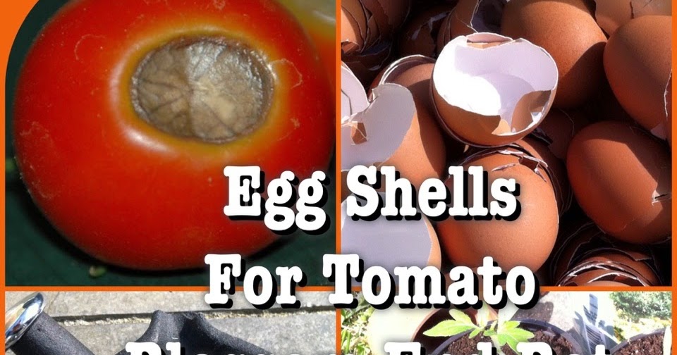 Eco Journey in the Burbs Egg Shells for Tomatoes