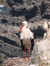 Milafontès - Portugal