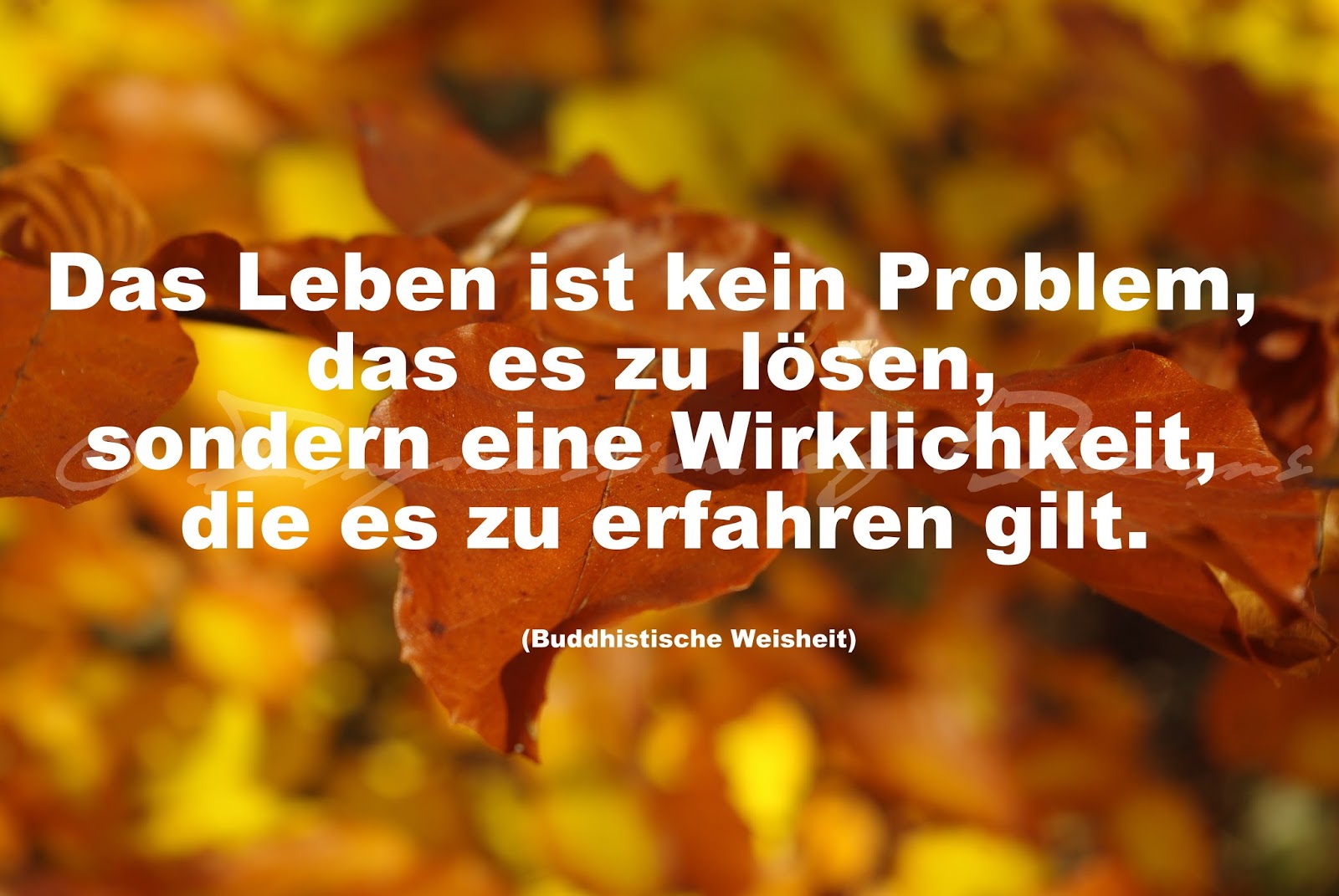 Lucciola Spruch des Tages 10.11.14