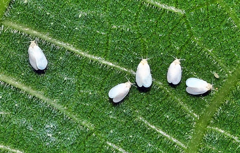 Mundo Natural Faluke Aleyrodes elevatus