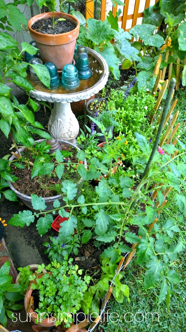 Sunny Simple Life May 2015 garden tour 2015 urban farm city ve able garden organic container ve able garden