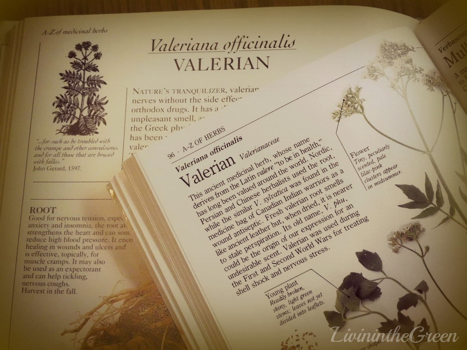 Livin' In The Green Valerian Natural Sleep Aid and Relaxant