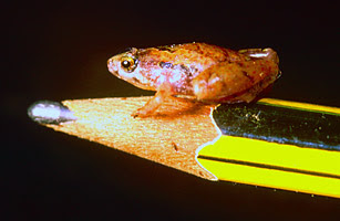 2010 十大新物種 - 2.銅褐色青蛙