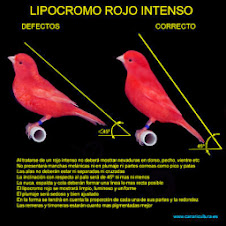 lipocromo rojo intenso