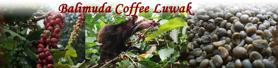 Origin Luwak Coffee Indonesia