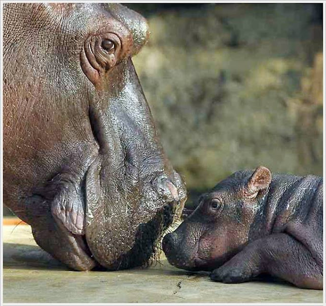 Baby Hippo Born in Berlin Zoo Seen On www.coolpicturegallery.us