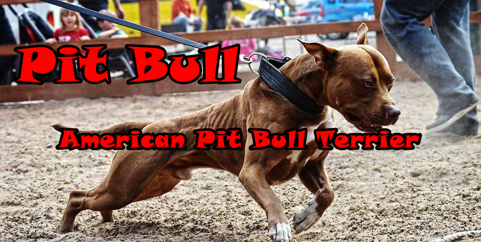 Blog do Pit Bull