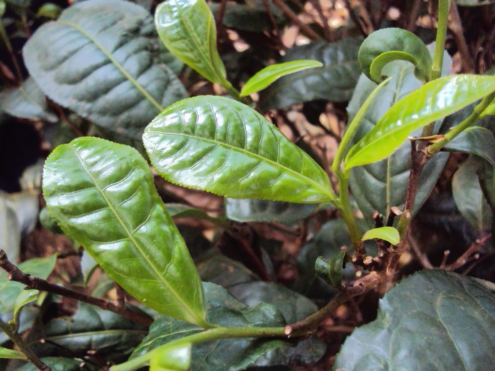 The Travelbug Day Tour in Bolaven Plateau