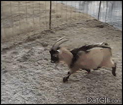 Funny animal gifs - part 114 (10 gifs), goat sliding on ice