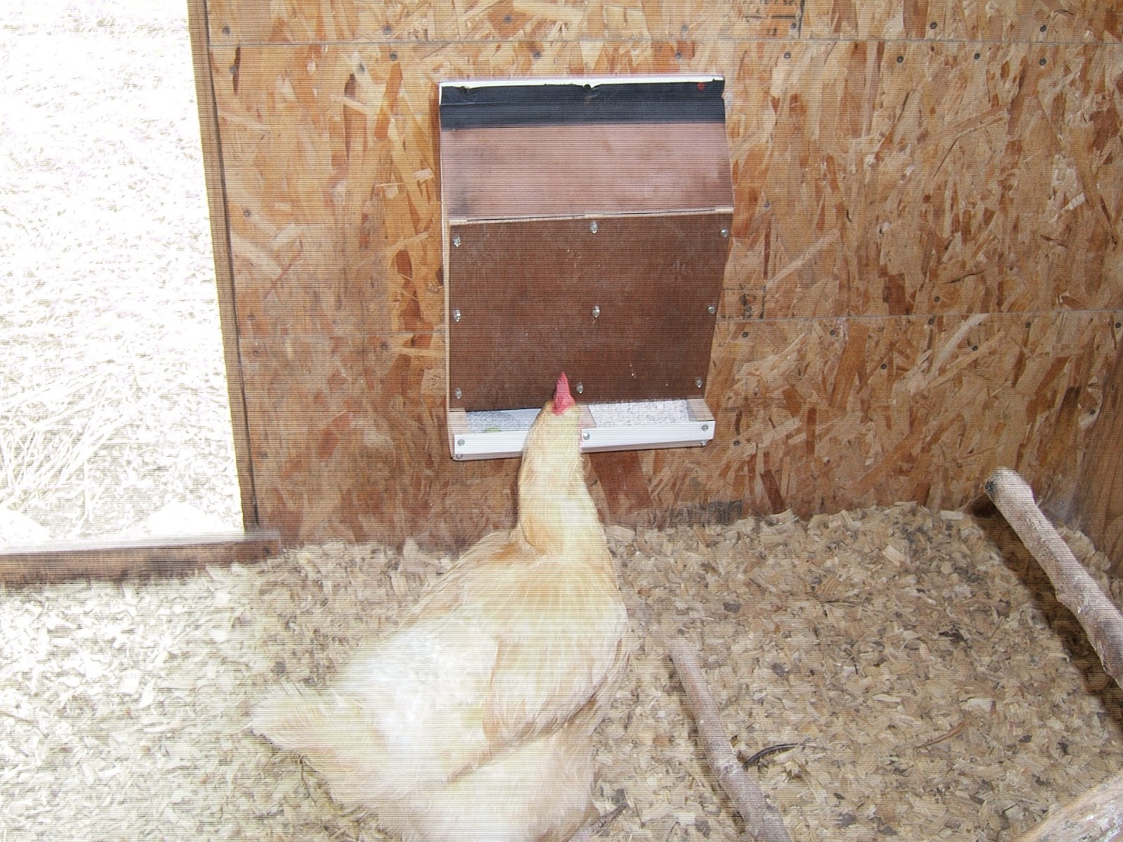 Grit Shell Feeder From Salvaged Materials Community Chickens