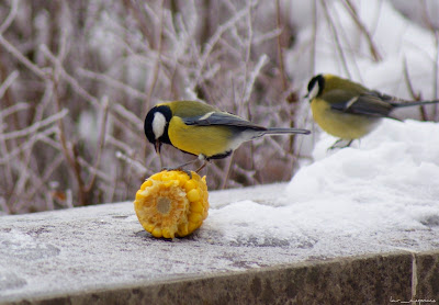 pitigoimareparusmajorchaffinch