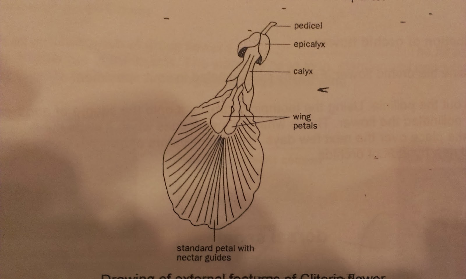Qmqze Clitoria Flower