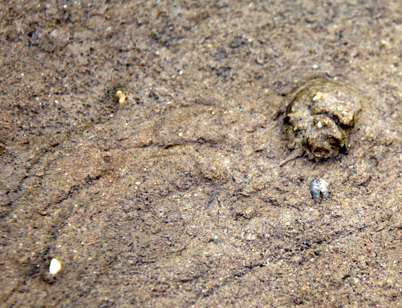 Fossil CSI Juvenile horseshoe crab behaviour tail (telson) marks