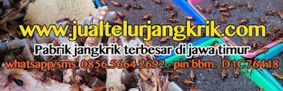 Jual Telur Jangkrik Tujuan Panyabungan Sumatera Utara 085656642692