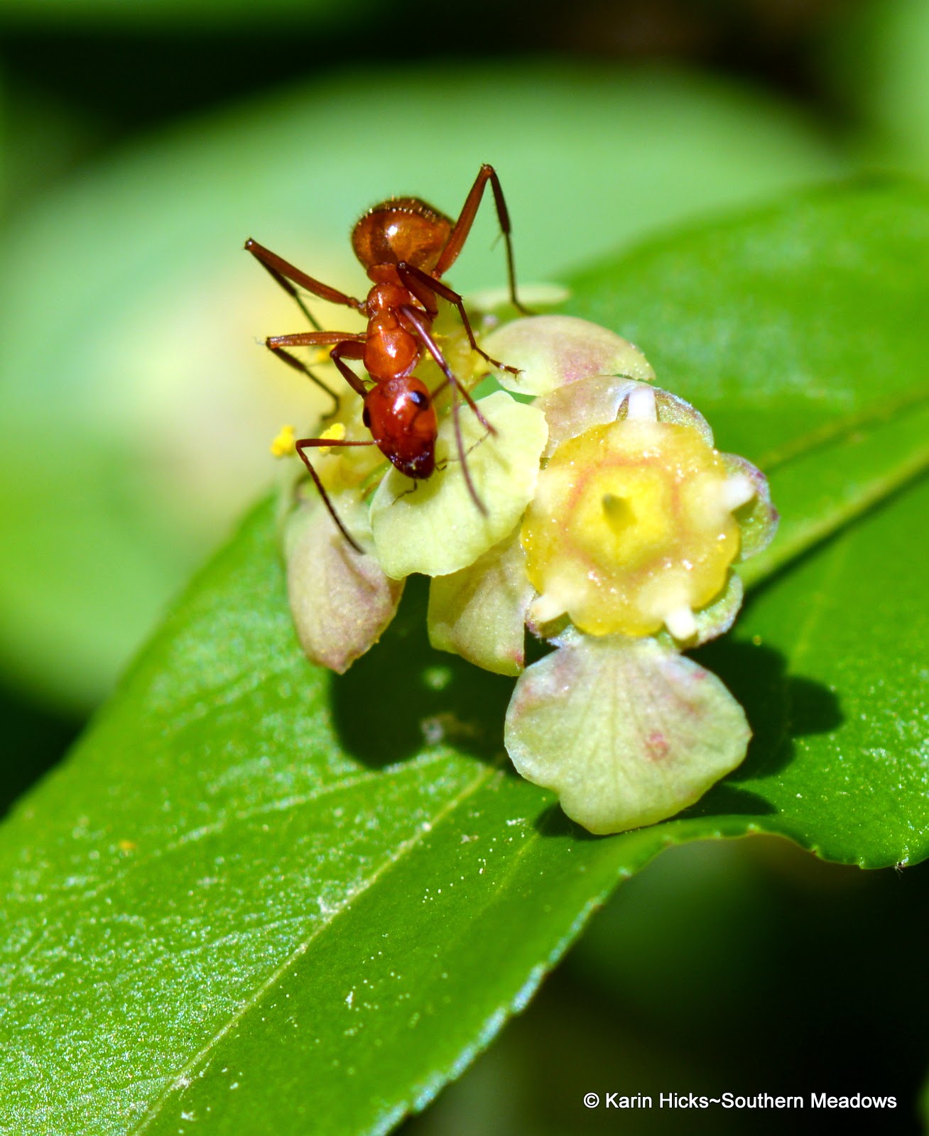 Ants. Unlikely Pollinators