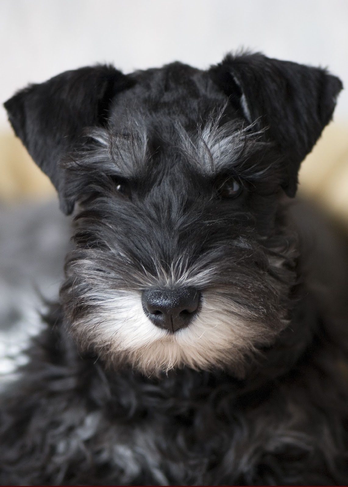 Health Problems in Miniature Schnauzer Annie Many