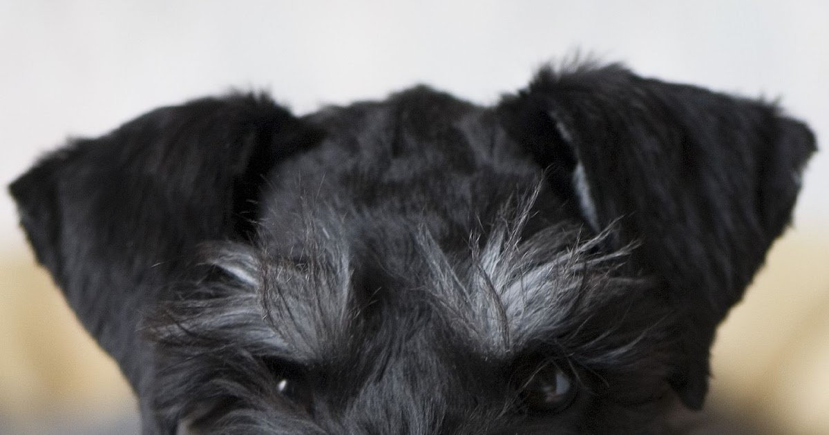 Health Problems in Miniature Schnauzer Annie Many