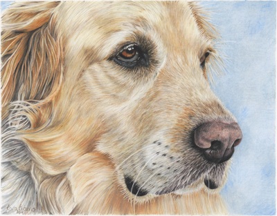 Wildlife & Pet Fine Art Sketchbook by Tara Tiberio: Golden Retriever ...