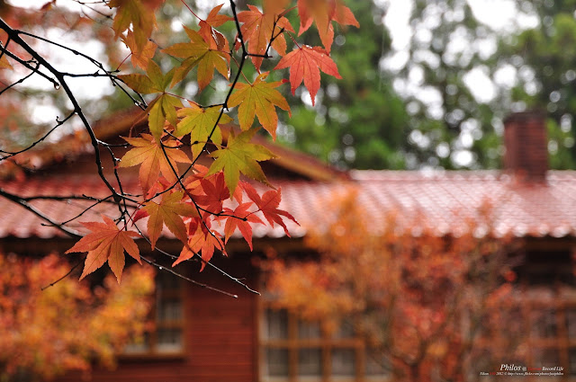 [台中] 福壽山農場松盧秋楓