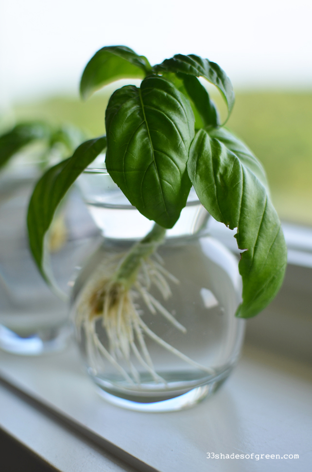 33 Shades of Green How to Propagate Basil