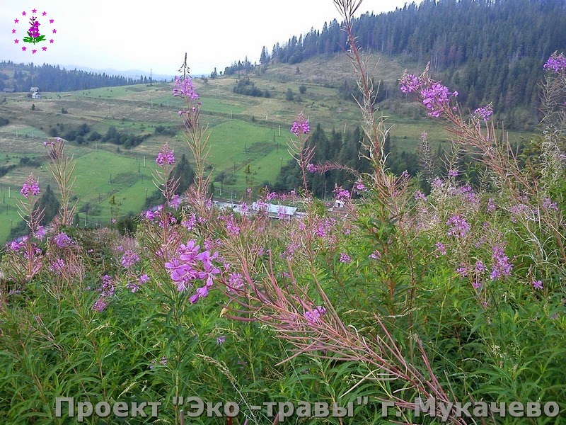 Смотреть онлайн фильмы 2013 года в хорошем качестве 1080