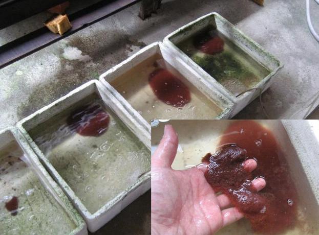 makanan ikan cupang ikan cupang vml makanan ikan cupang ikan cupang vml