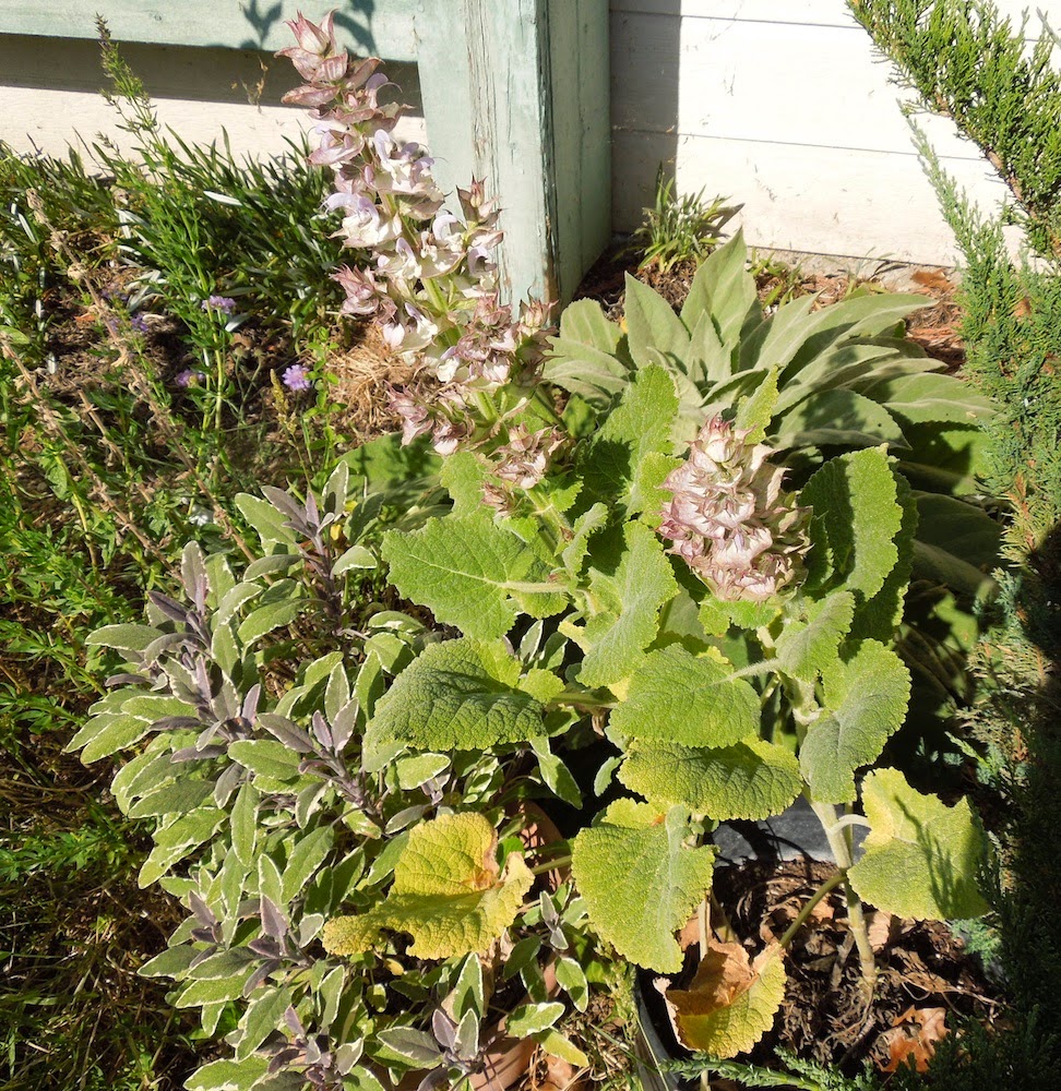 Barb's Garden Observations The Growth of Clary Sage