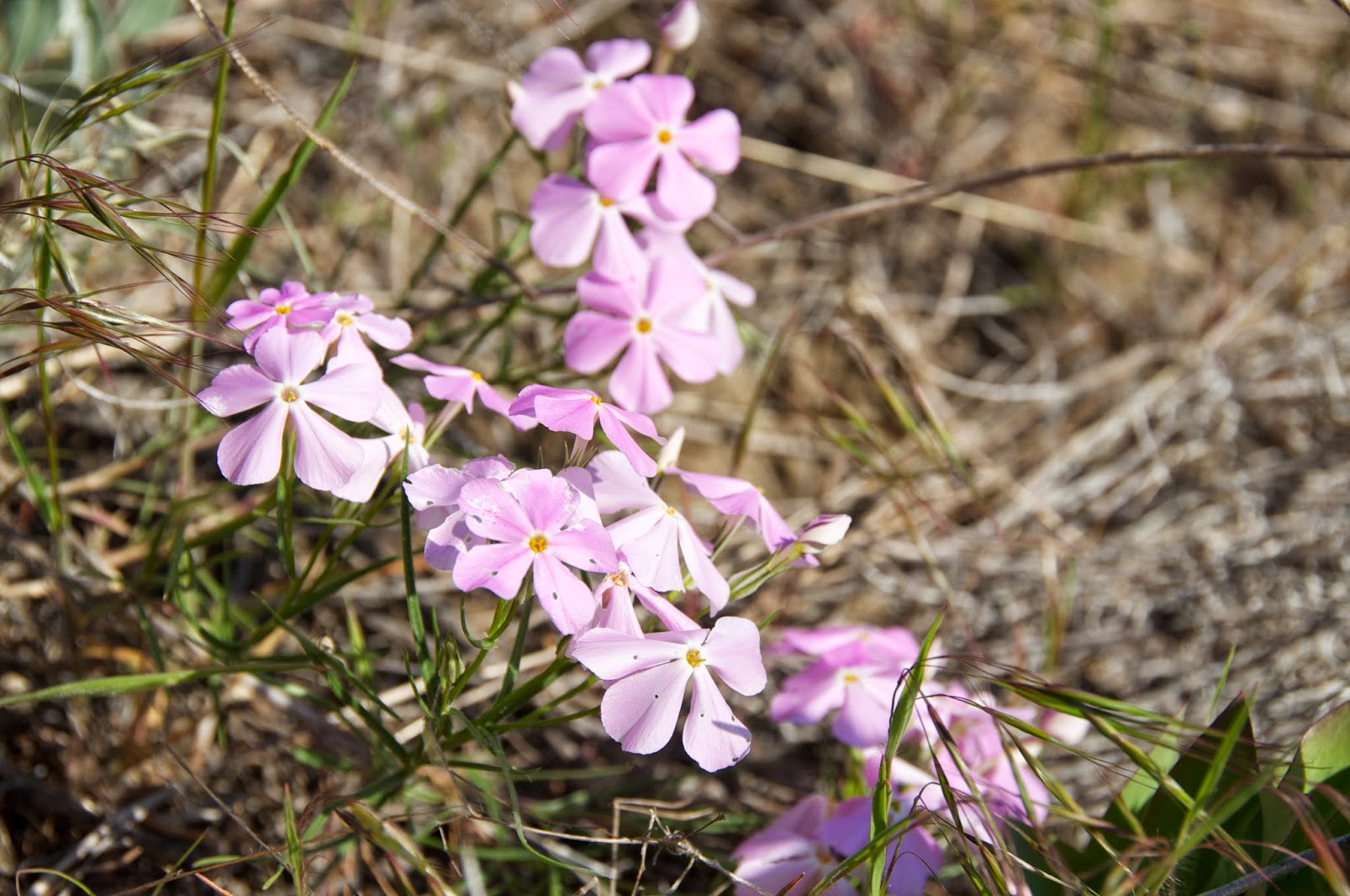 Apples and Asclepias Longleaf Phlox Okanagan Wildflower