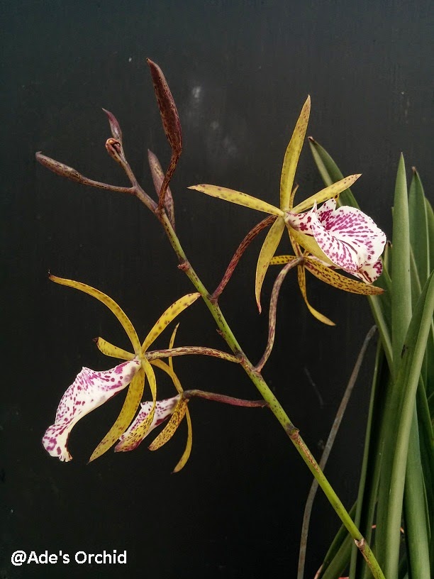 Ade's Orchid Brassoepidendrum (Bepi.) Phoenix 'Kona'