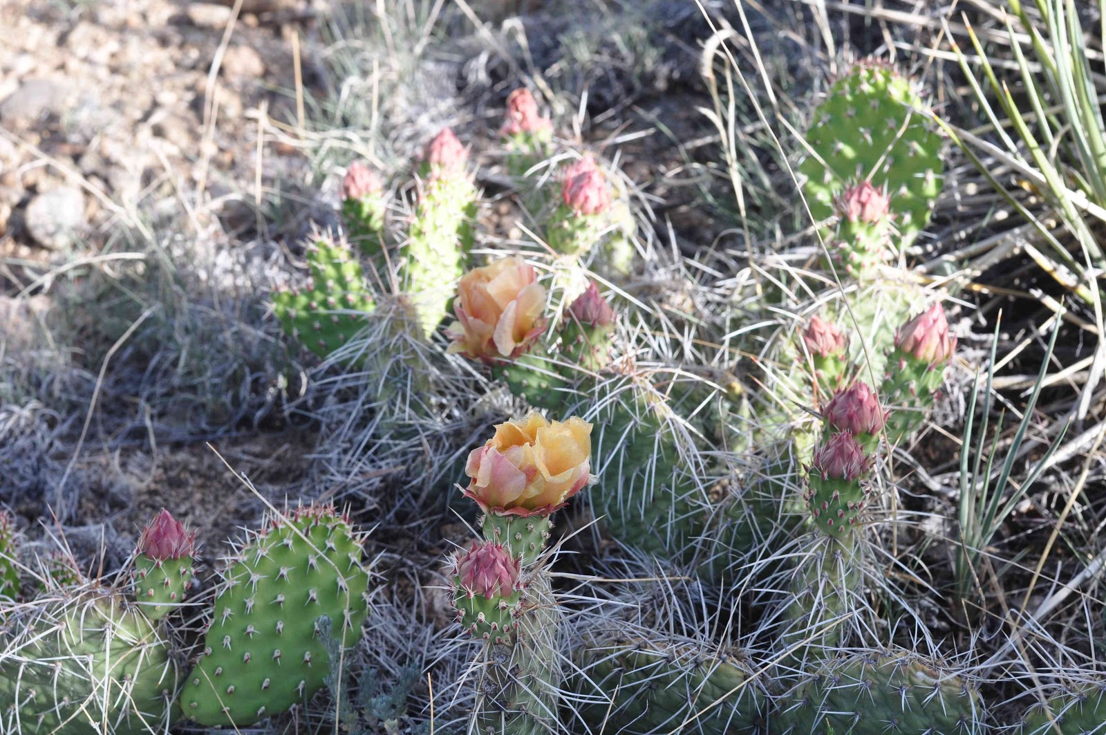 cactus Greencrest Buena Vista coloradoviews.filminspector.com