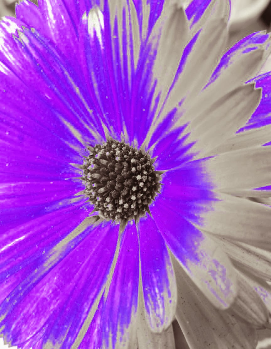 Marigold Purple, Amazing Colorful Flower Backyards Click