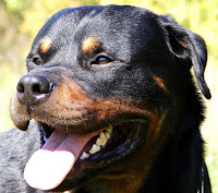 wyko, rottie cu IBD