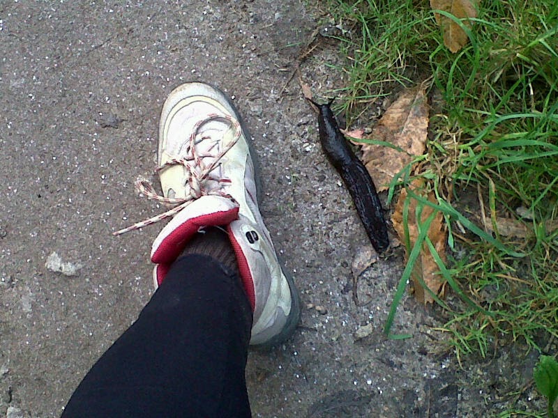 thetwitteringpilgrim Aaack! World's largest slug!