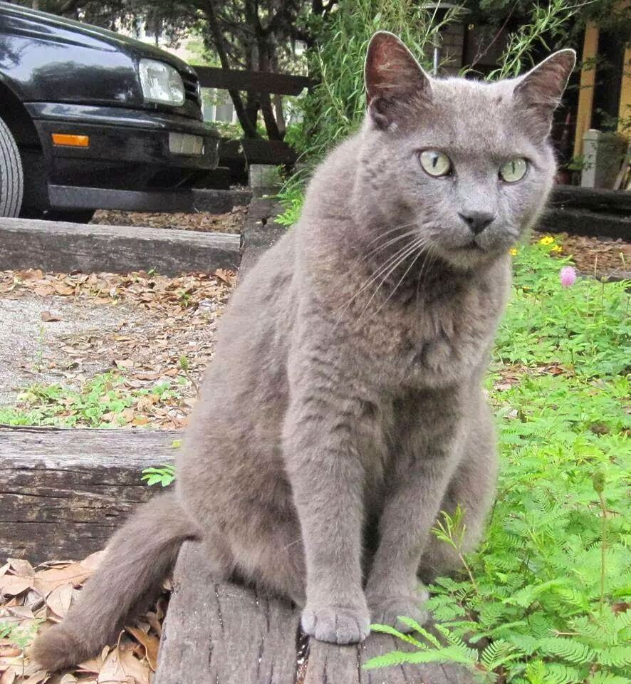 Winners Announced in "Caption Zeke Contest" for the St Francis Inn! 13 10323040 286282764872143 657354431 n+(1) St. Francis Inn St. Augustine Bed and Breakfast