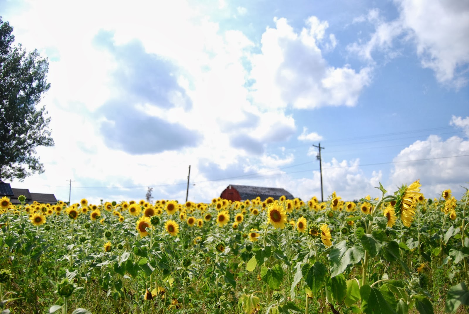 I Heart Michigan Sunflower Field