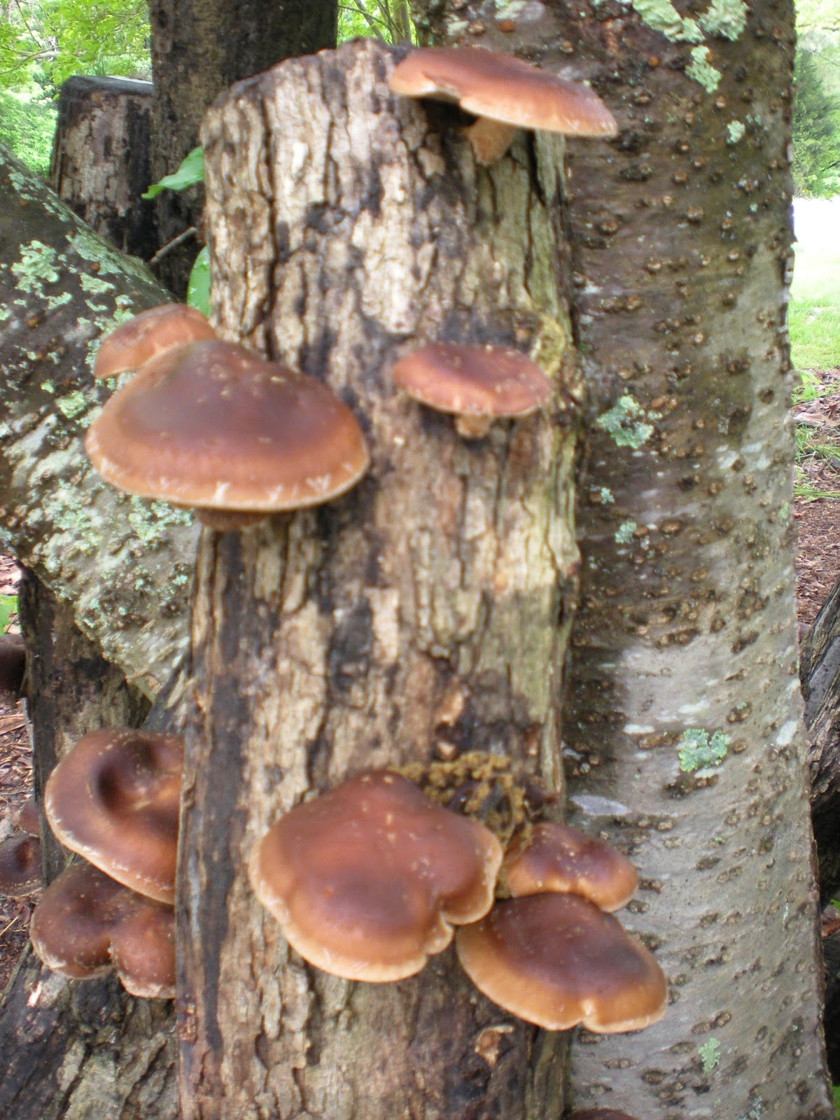 Wings of Dawn Farm Shiitake!
