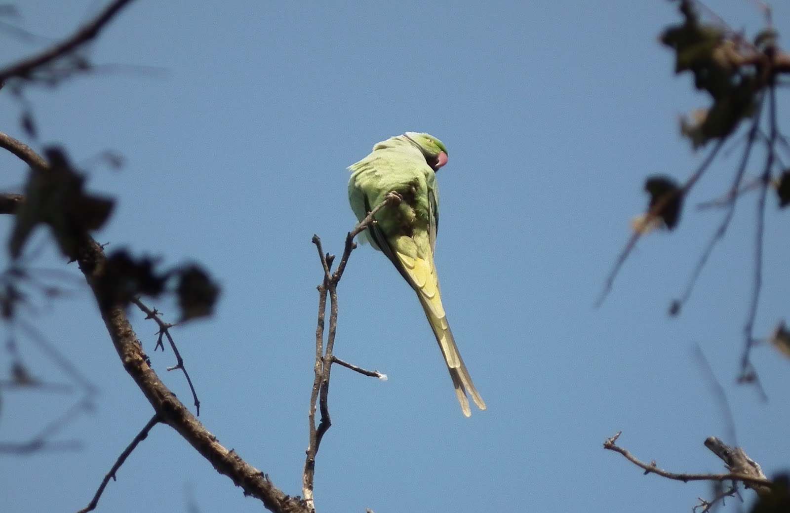 Parakeet