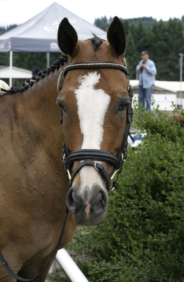 Dances With Horses Braid jobs