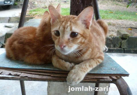 JOM: Nama Kucing