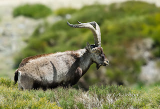 Cabra montes, Capra pyrenaica victoriae, Spanish Ibex 